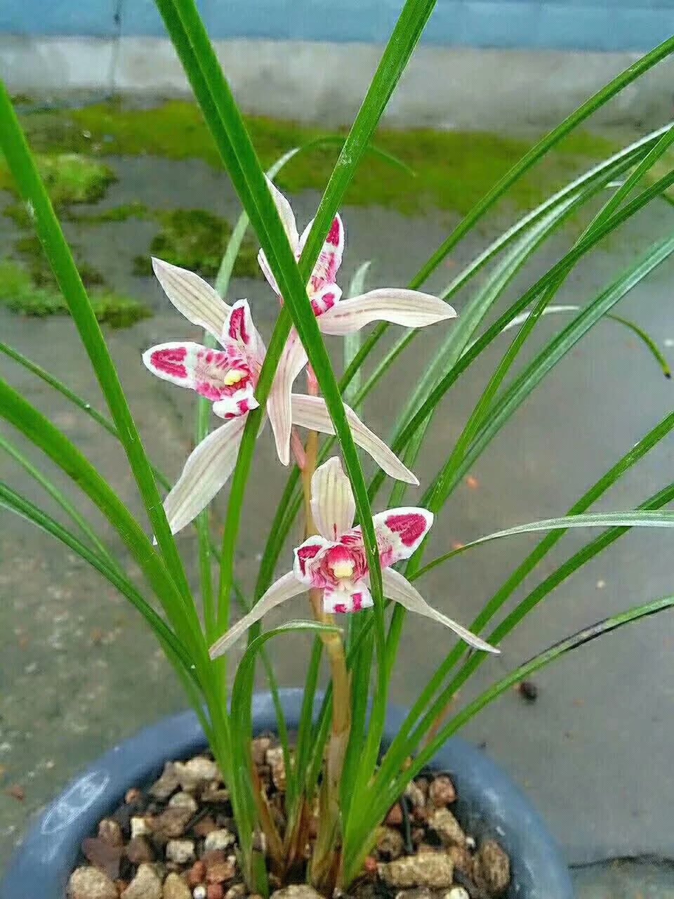 他是川兰界令人尊敬的老前辈,曾靠一颗艺草陆陆续续获利千万余元