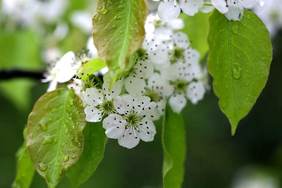 雨打梨花深闭门解析,雨打梨花深闭门忘了青春误了青春