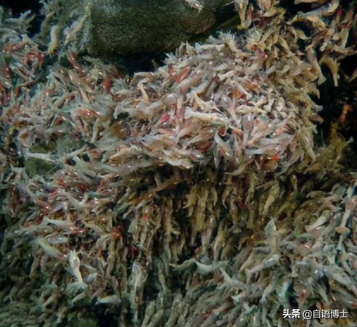 真煮不熟吗？常年生活在450℃的海水里的虾，能下火锅吗？