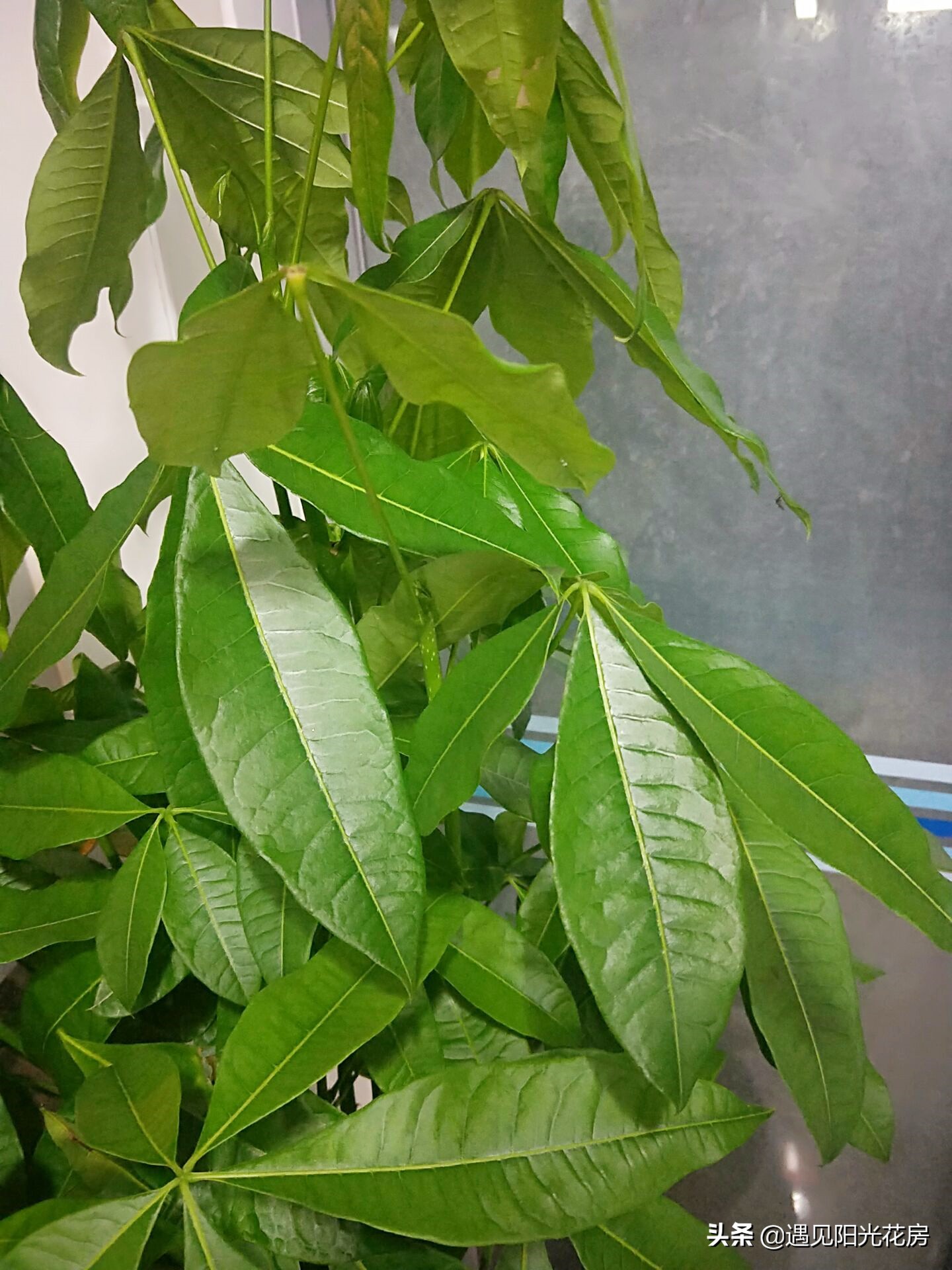 发财树叶子变黄下垂是怎么回事,发财树为什么会下垂