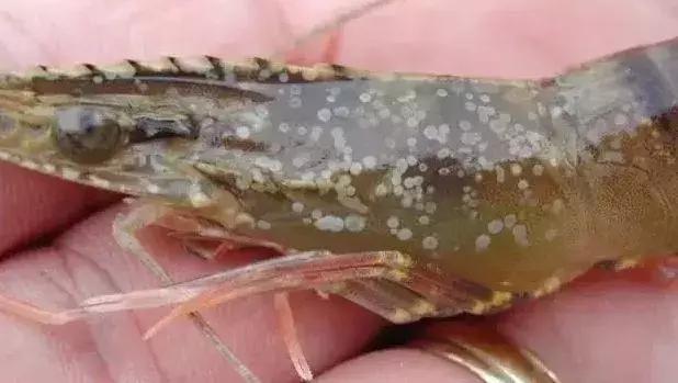 南美白对虾爆发病毒视频,南美白对虾虹彩病毒有救吗