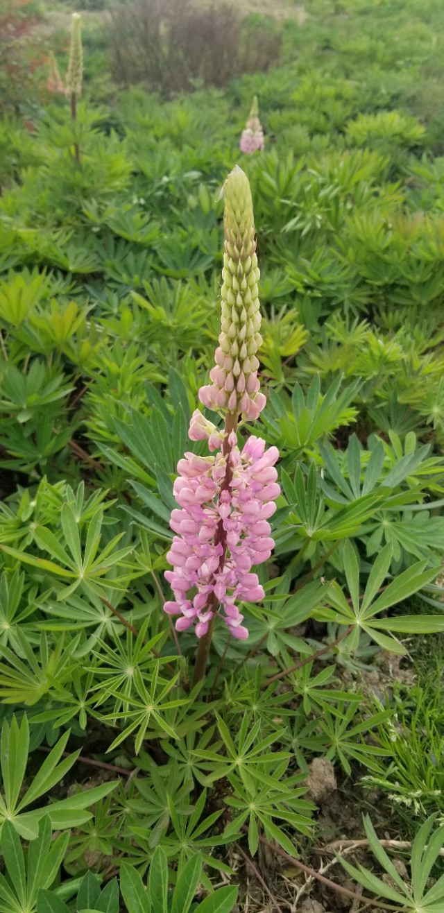 又是清明雨上折菊寄故人,清明雨上折菊寄相思