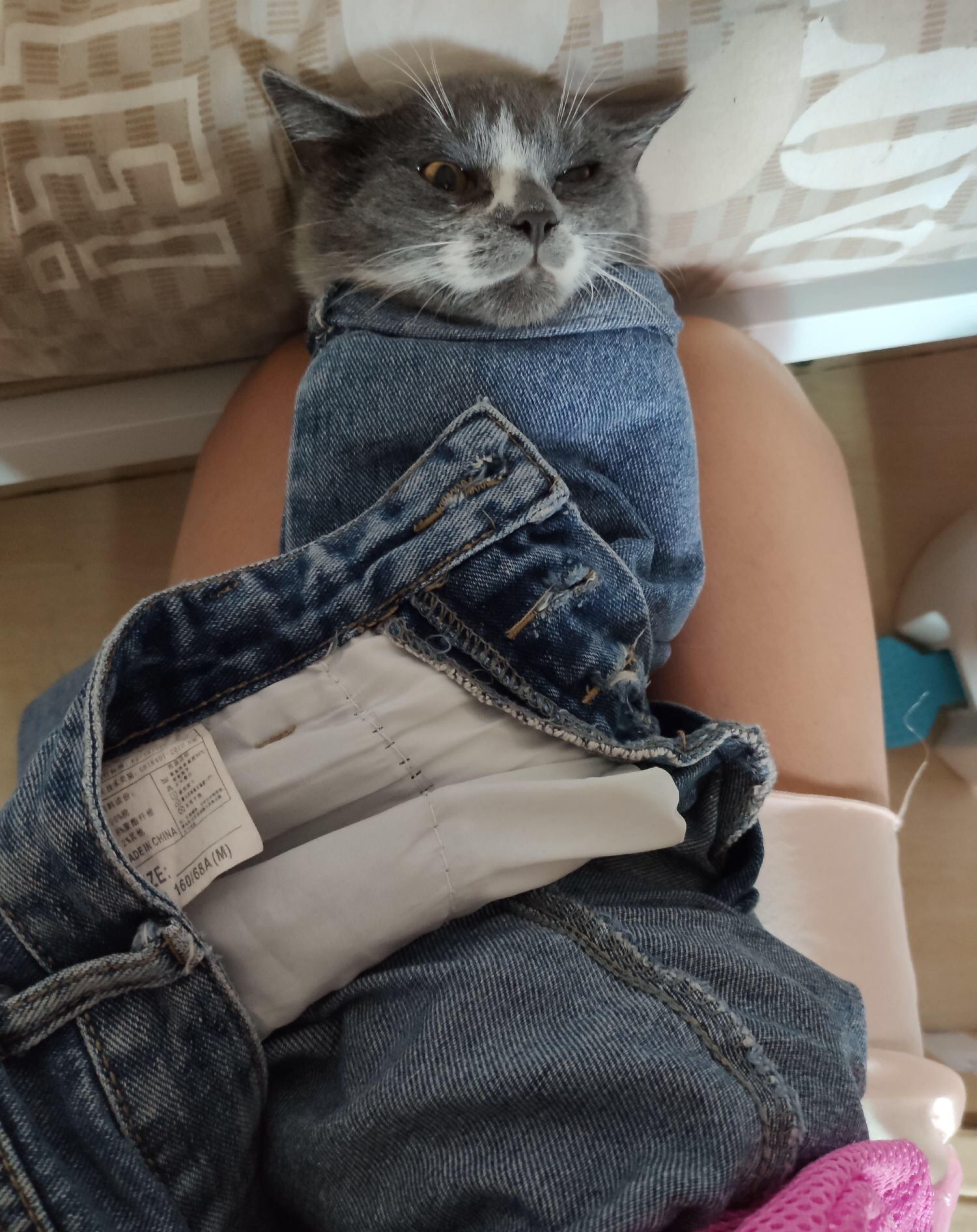 铲屎官新手养猫,铲屎官必懂的养狗知识