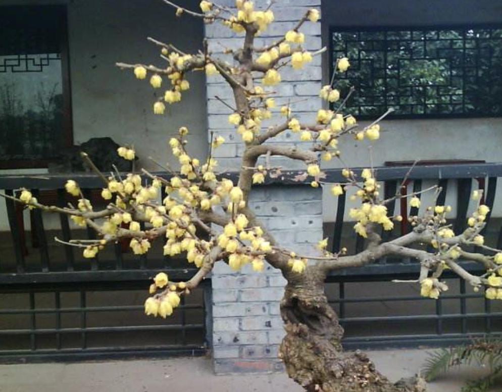 新房易栽的盆景树,桂花盆景四大镇宅之树