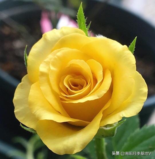 16种双色条纹月季,耀眼的明星月季