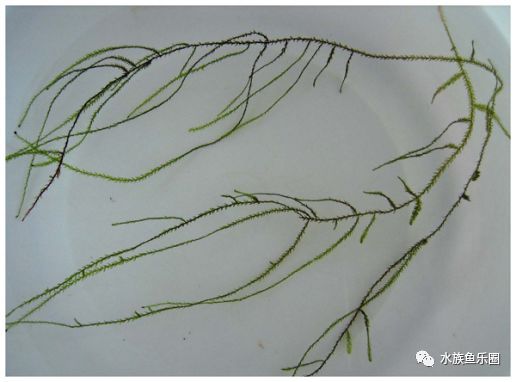 皇冠水草品种大全,亚马逊水草品种