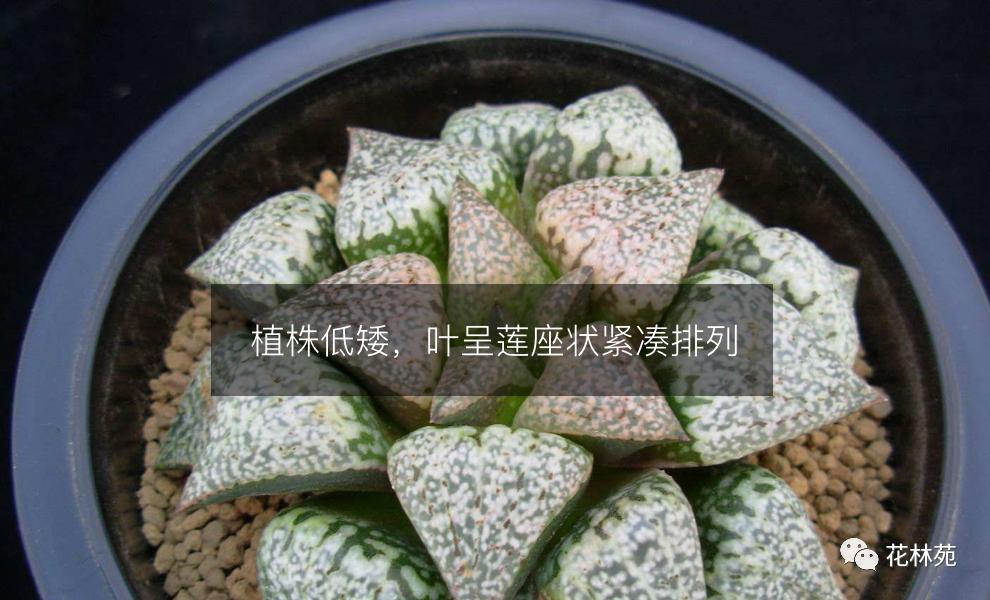 新手多肉月光寿养殖方法,多肉白银