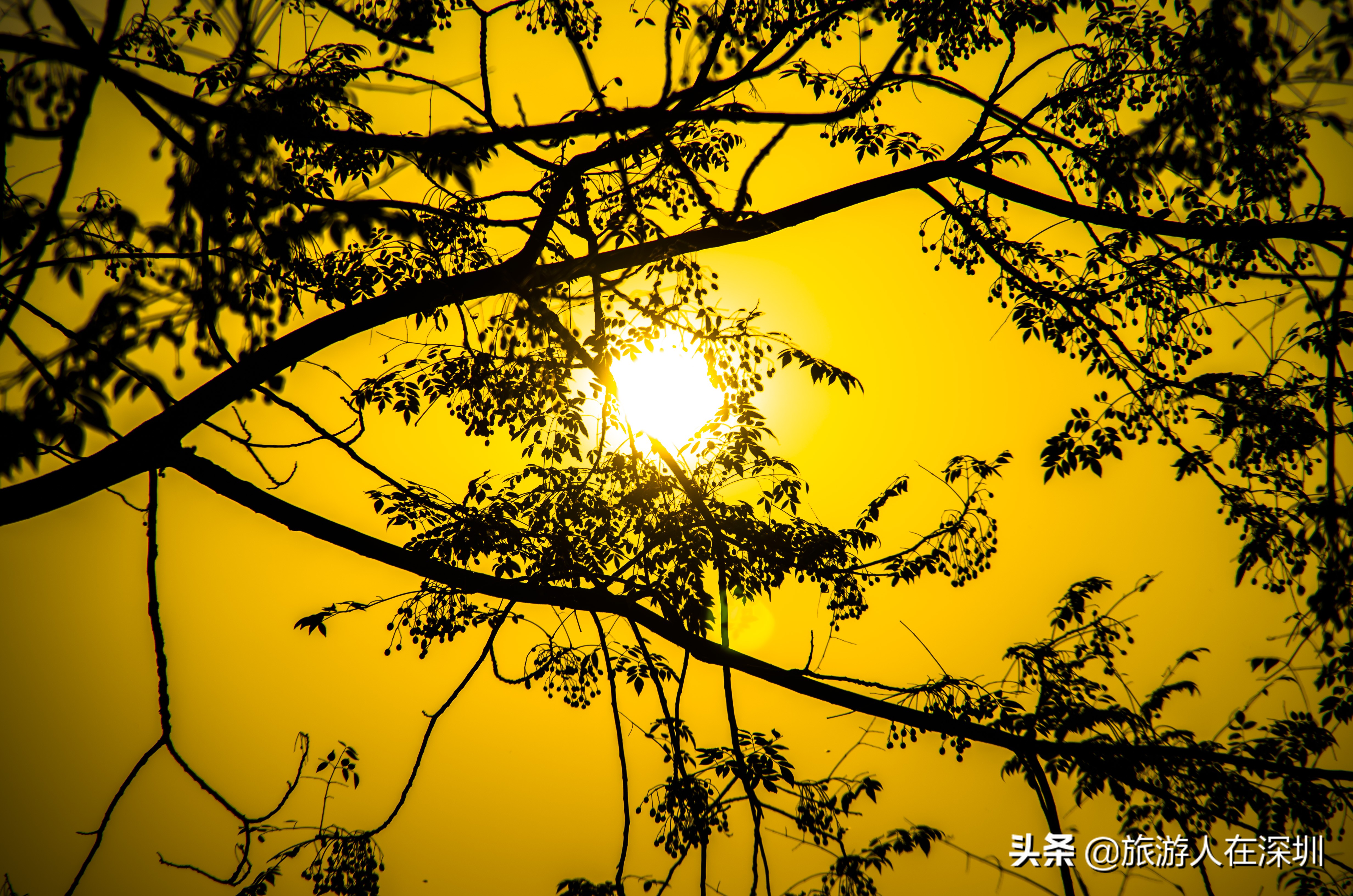 南雄看银杏一日游,去南雄看银杏叶哪里好看点
