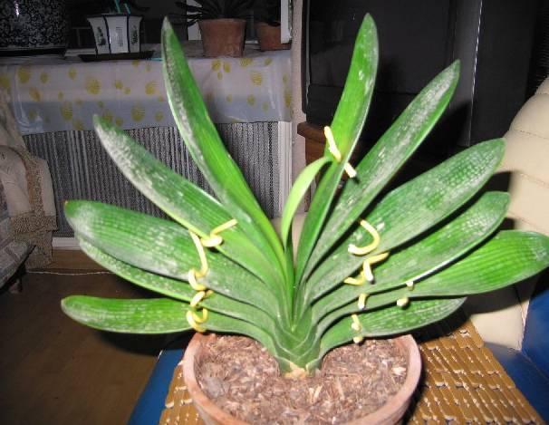 君子兰怎么养最好看看专家怎么说,最贵君子兰9999万图片