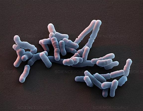 剖宫产对肠道的影响,剖宫产和顺产的婴儿肠道菌群