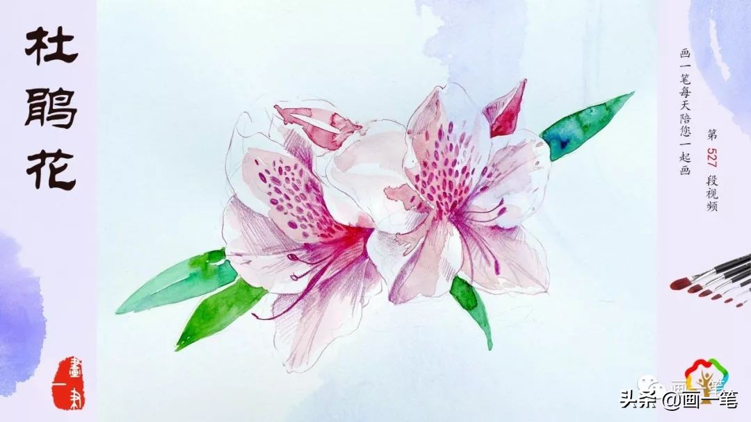 水彩画蝴蝶兰怎么调色,彩铅画花卉蝴蝶兰画法步骤图