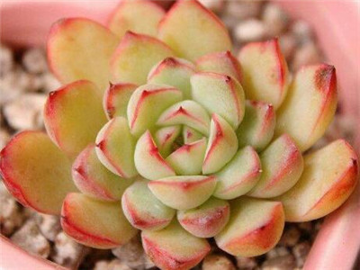 多肉的种植方法技巧,多肉的种植方法步骤简笔画