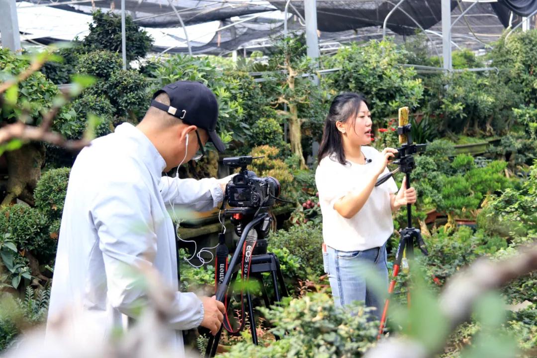 宿迁市沭阳县沭阳国际花木城,沭阳国际花木城布局