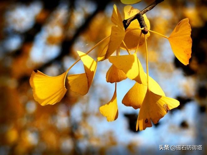 怒放的生命从蓝藻开始——植物篇