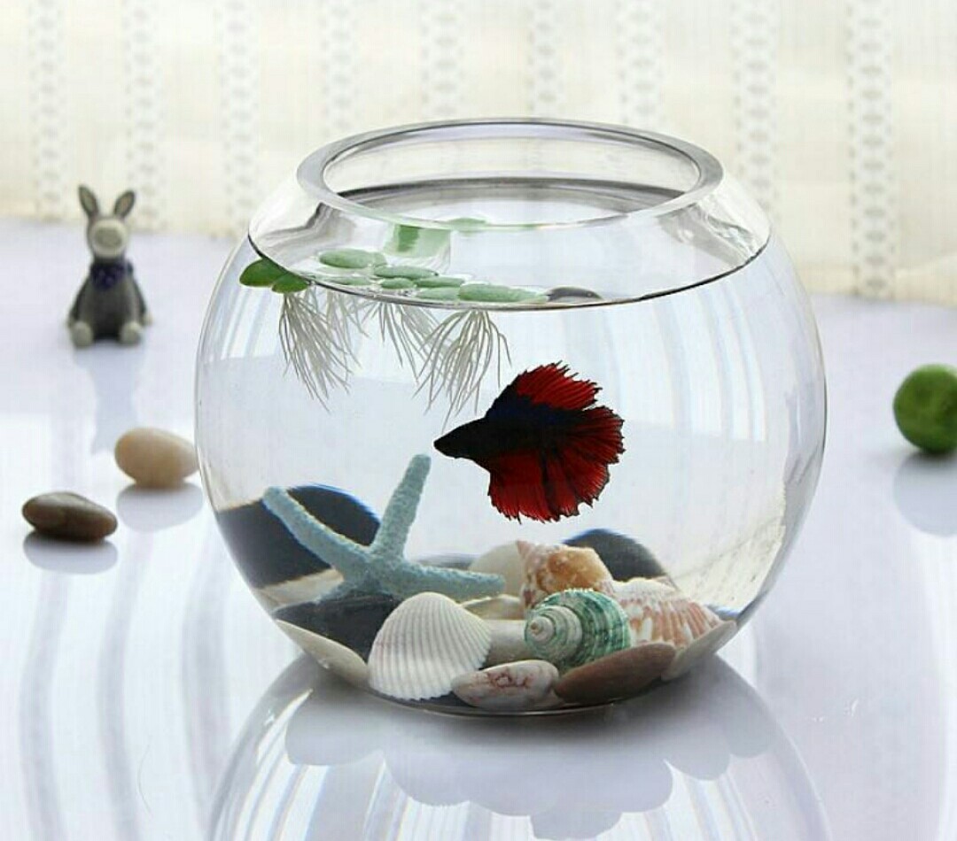 室内水培养花技巧与方法,水培养花哪种最好养