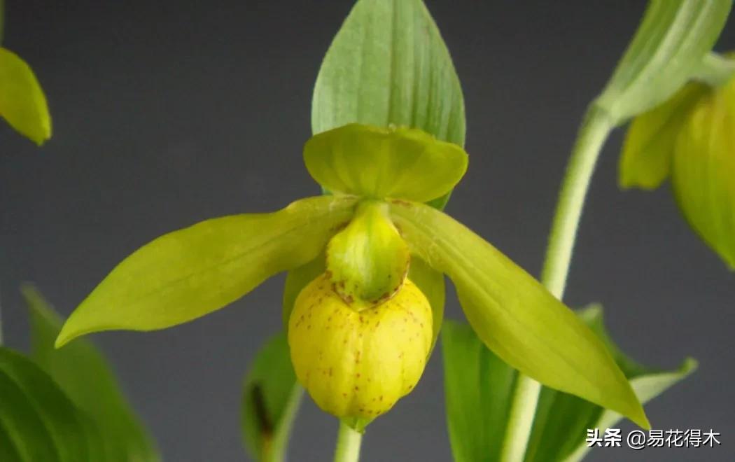 国家二级黄花杓兰,黄花杓兰与西藏杓兰