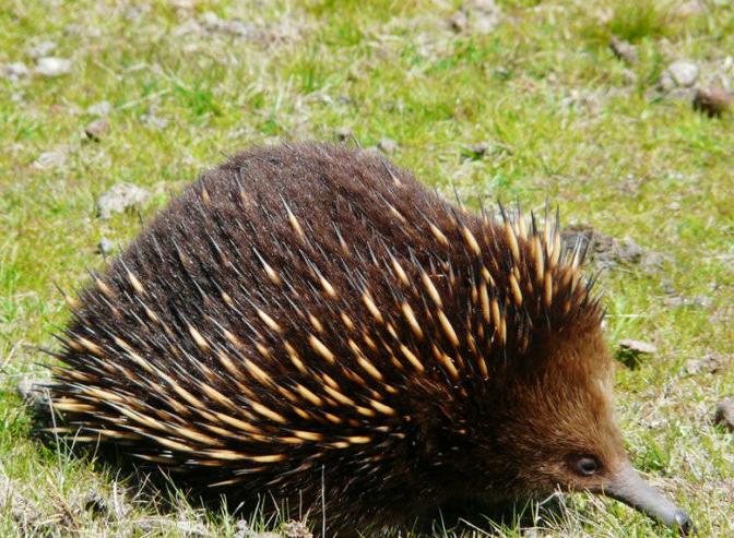 婢虫床閽堥脊鍒虹尙,鍏ㄤ笘鐣屾渶澶ч拡榧瑰拰鍒虹尙