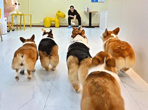 吸屁屁,短腿大耳肉嘟嘟,这家店进去就出不来了…