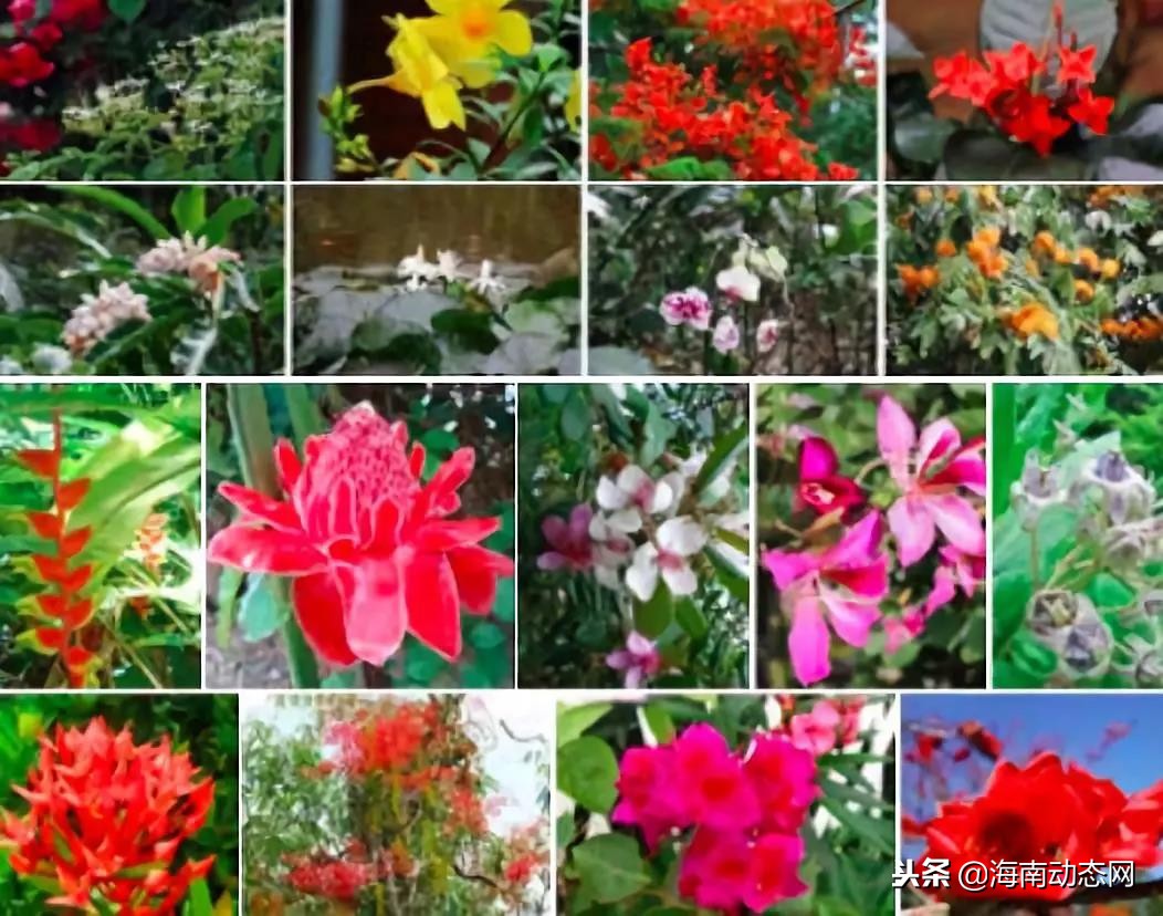 这个冬天我们相约去北纬18度的海南兴隆“中国归侨之乡”