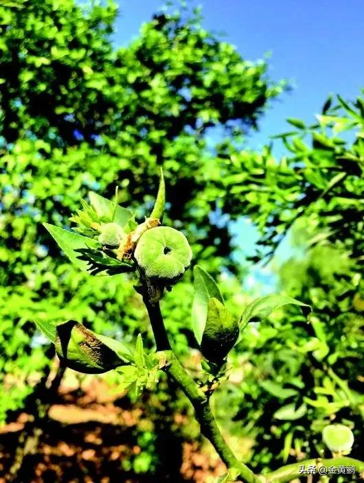 为什么云南女人长相好看,云南真的很漂亮吗