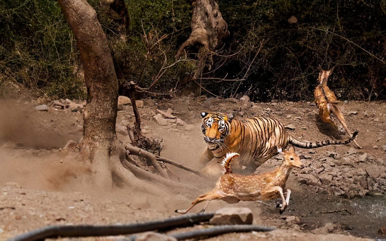 为啥猫咪是独居而狮子是群居,老虎和狮子谁和猫的关系近