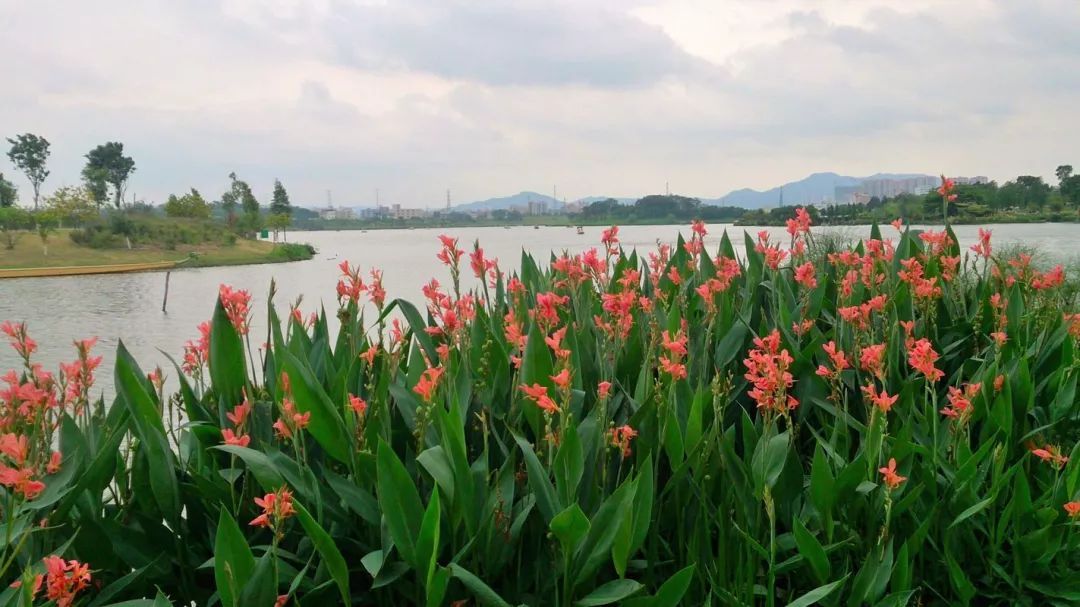 100种常见观叶植物图鉴史上最全,农村常见的100种植物