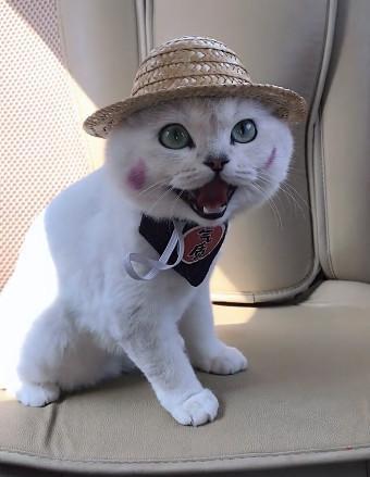 在车上带猫咪如何避免应激反应,过年回家带猫开车需要注意事项