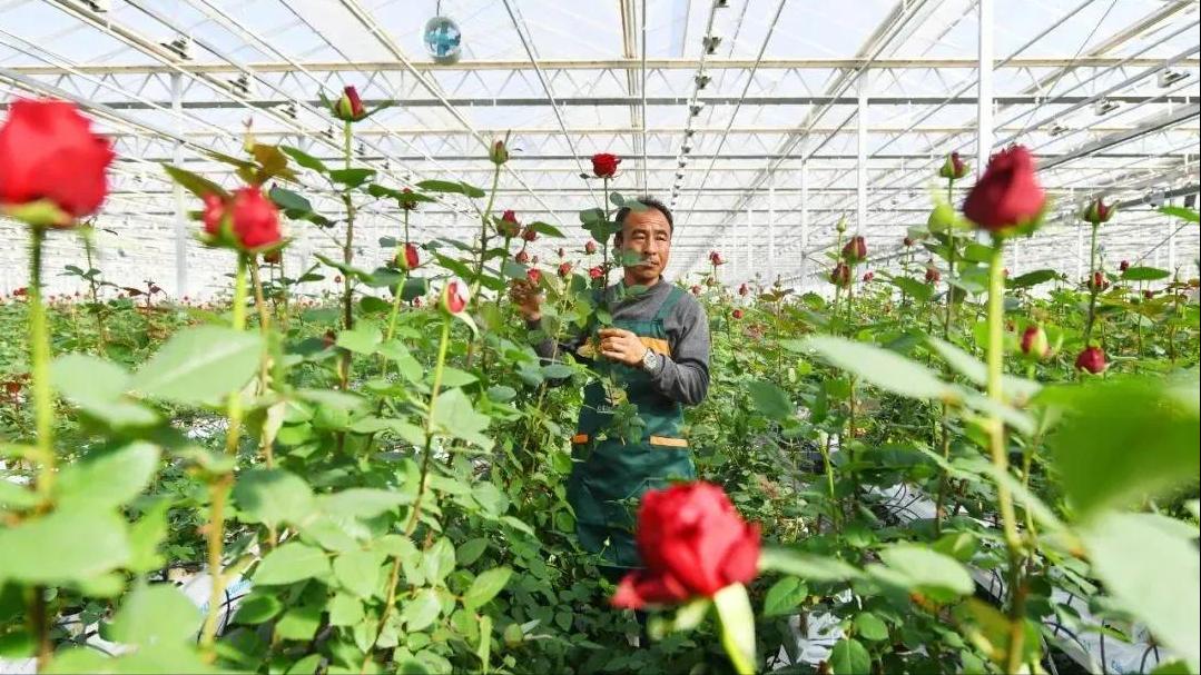 智能化玫瑰种植大棚,3000亩超大阳光玫瑰种植基地