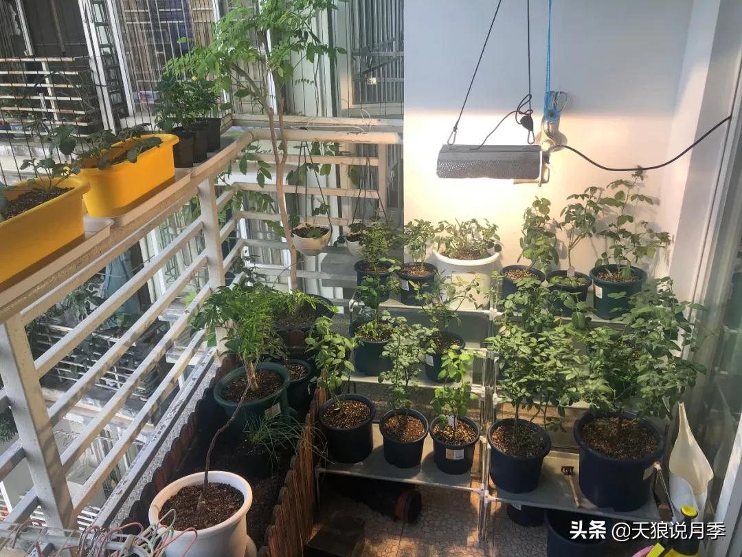 北阳台无直射光,北阳台直射光