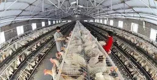 养殖业的商机价格,农业未来十大商机