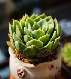 没有服盆的多肉严重缺水怎么补救,多肉吉娃娃叶片总是软软的不服盆