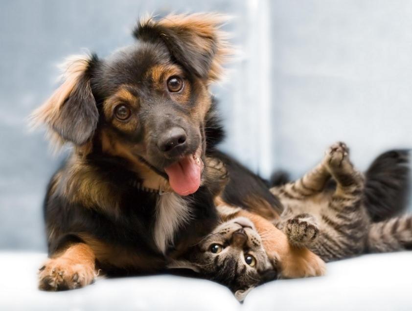 布偶猫夏天掉毛严重怎么办,夏天猫掉毛很厉害怎么办