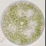 硅藻水,硅藻水和绿藻水区别