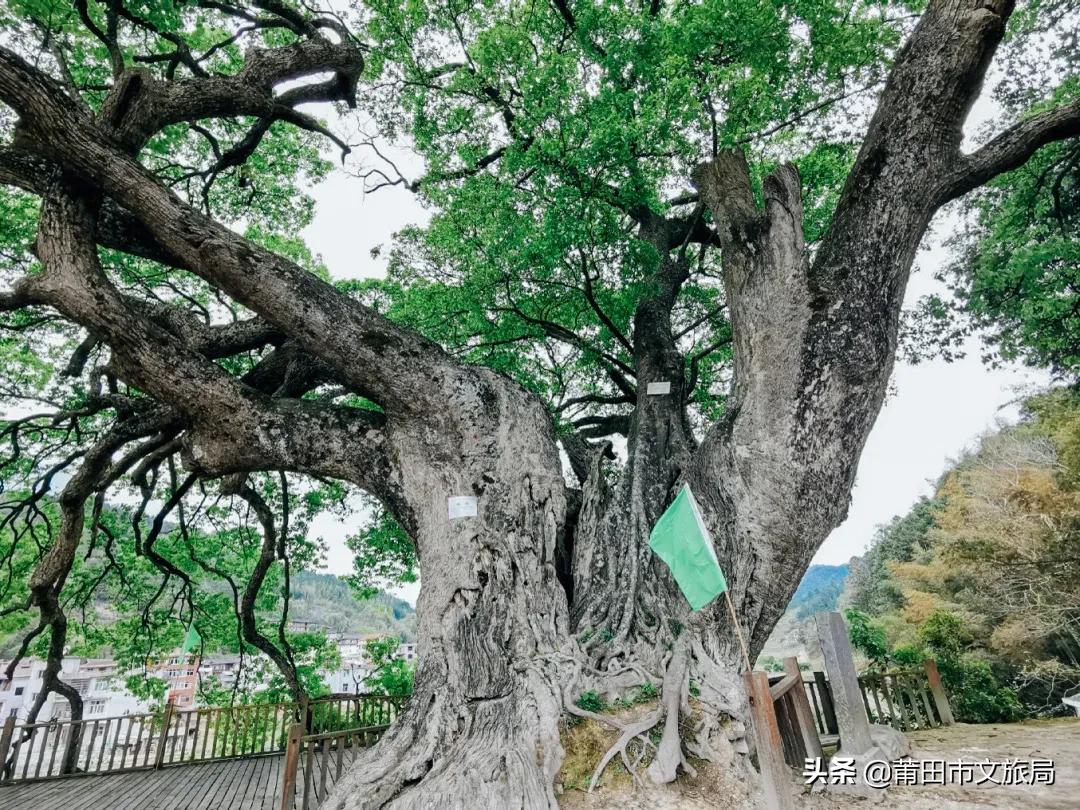 千年古樟树福建仙游,樟树千年古香樟