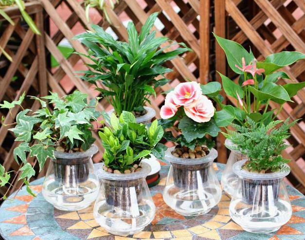 家中水养的15种花,这5种花特别耐涝越浇水越会爆盆