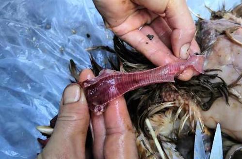 呼吸道症状怎么治,呼吸道感染怎么治疗最快最有效