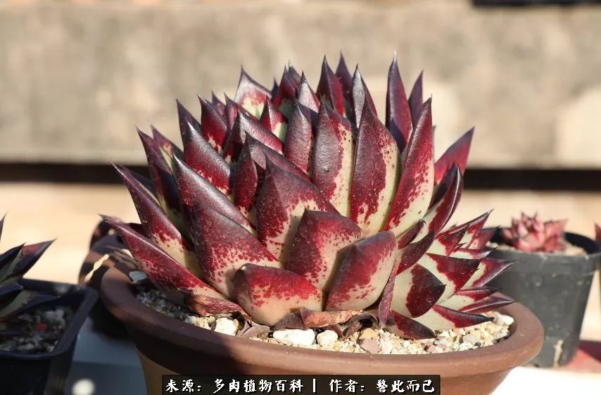 小警察的乌木：红与黑的霸气之美！