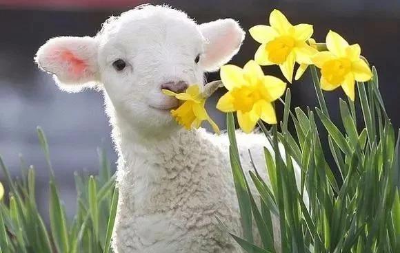 敬畏自然珍爱生命拍手舞,敬畏自然珍爱生命倡议书