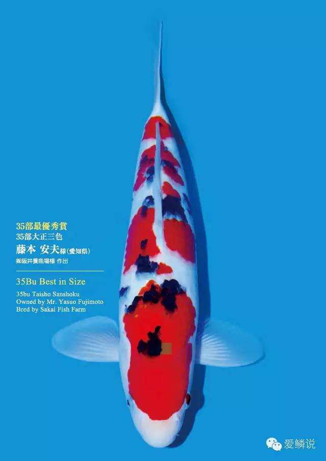 锦鲤易感染小爪虫,冬季锦鲤容易生哪几种疾病