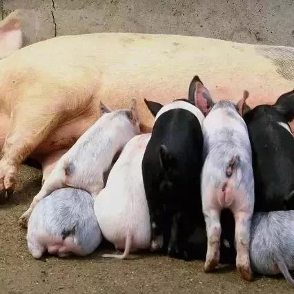 仔猪口吐白沫出现神经症状,哺乳母猪吐白沫是什么原因