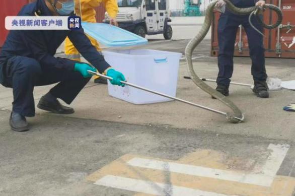 4米剧毒眼镜王蛇,为啥眼镜王蛇这么大又有剧毒