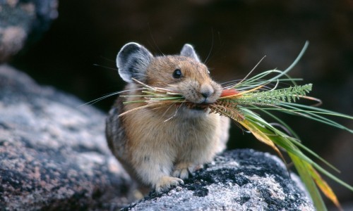 怎么养出胖胖的仓鼠,怎么才能把仓鼠养得胖胖的