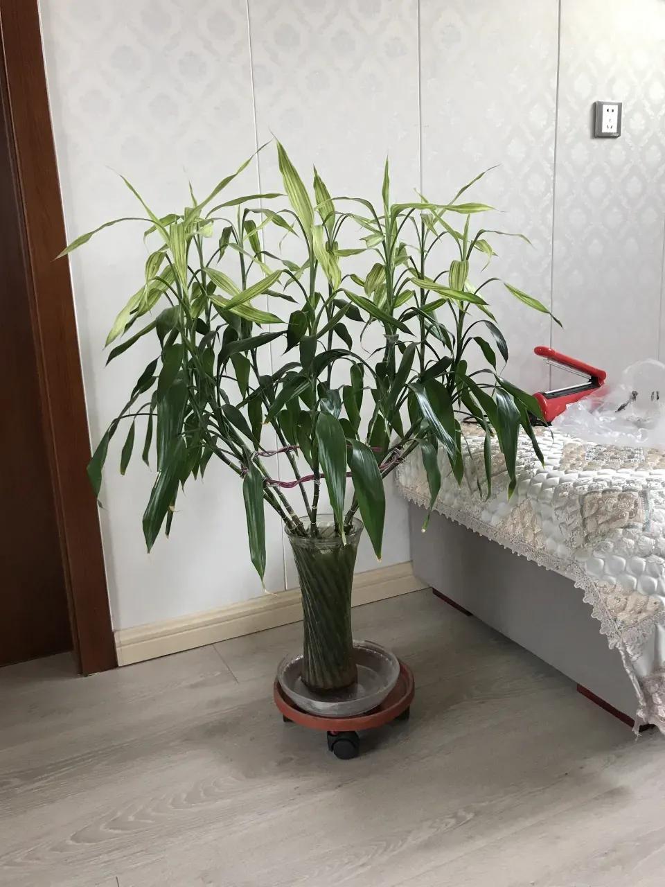 富贵竹黄叶有什么办法拯救吗,富贵竹黄叶的原因和解决办法