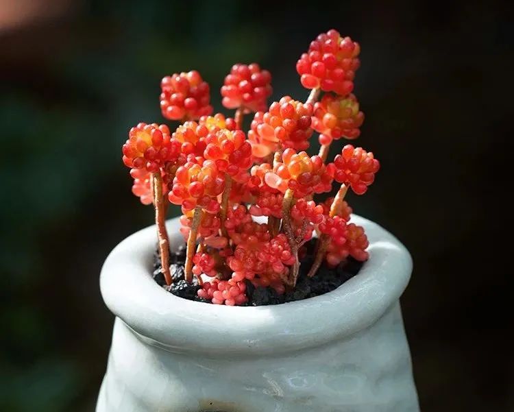 颗颗饱满的果实,颗颗饱满黄金果