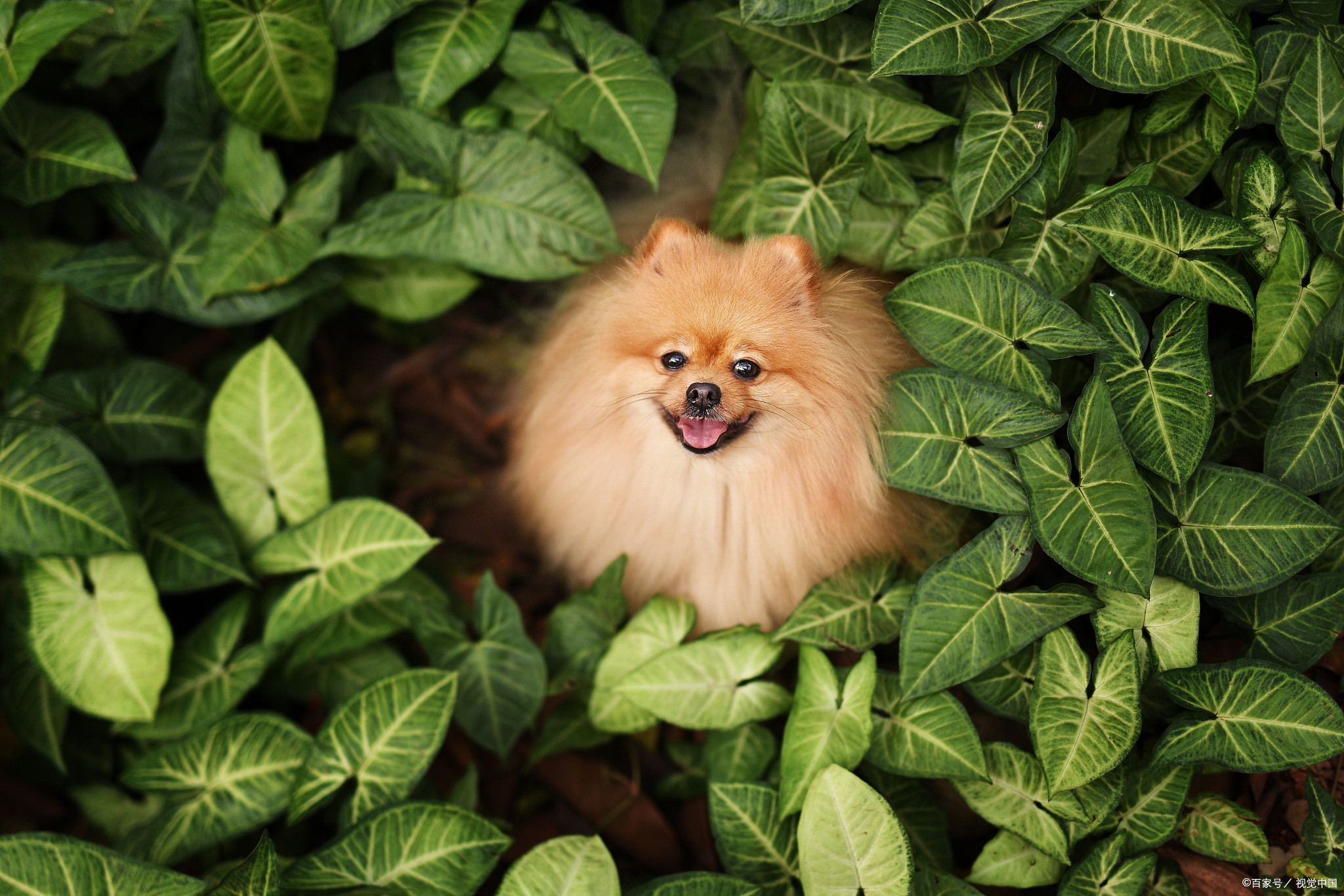 博美不吃狗粮的原因是什么,博美不吃狗粮该吃什么