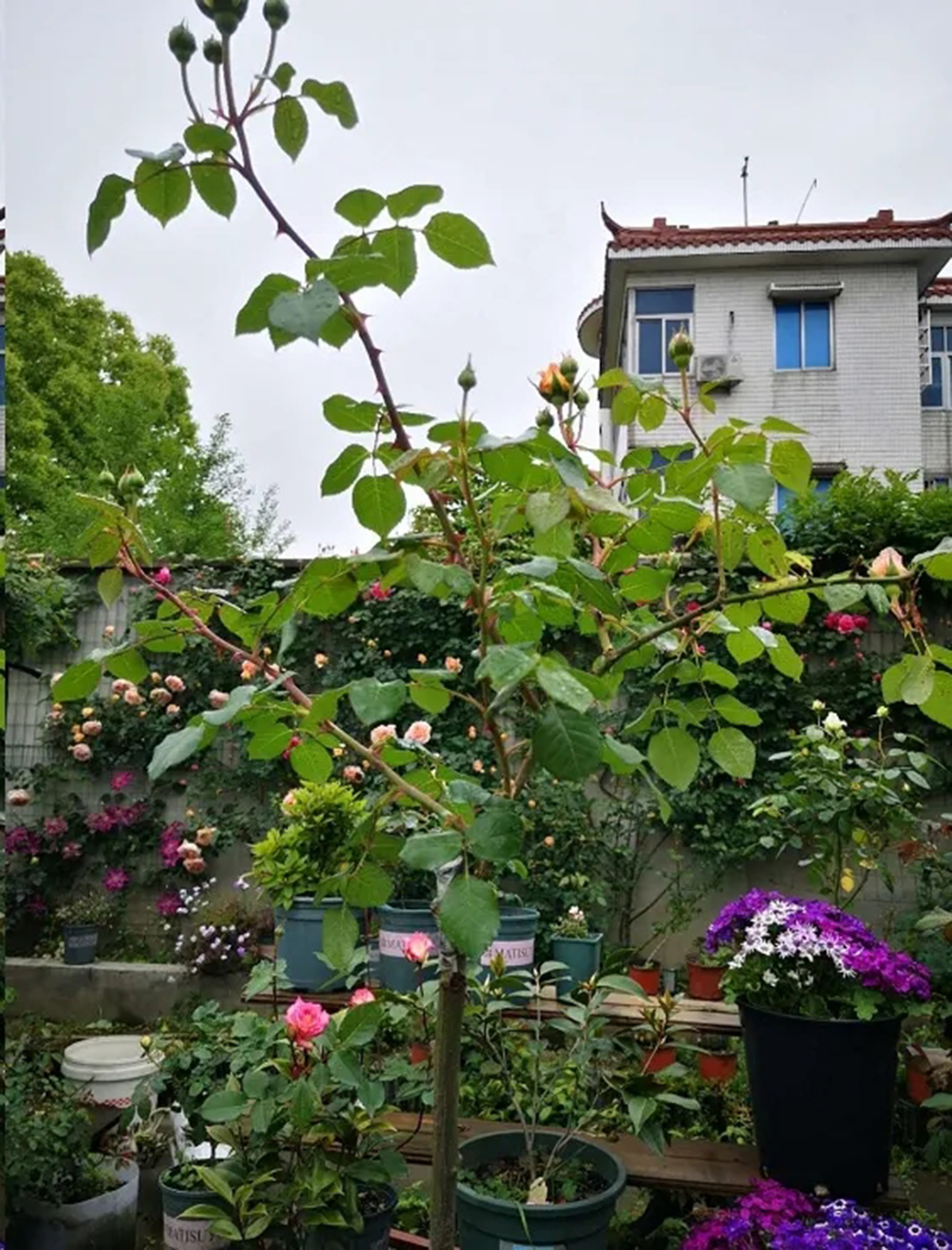 棒棒糖月季现在需要剪枝吗,种植棒棒糖