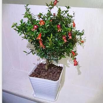 盆栽石榴花怕冷吗,石榴花盆栽不开花