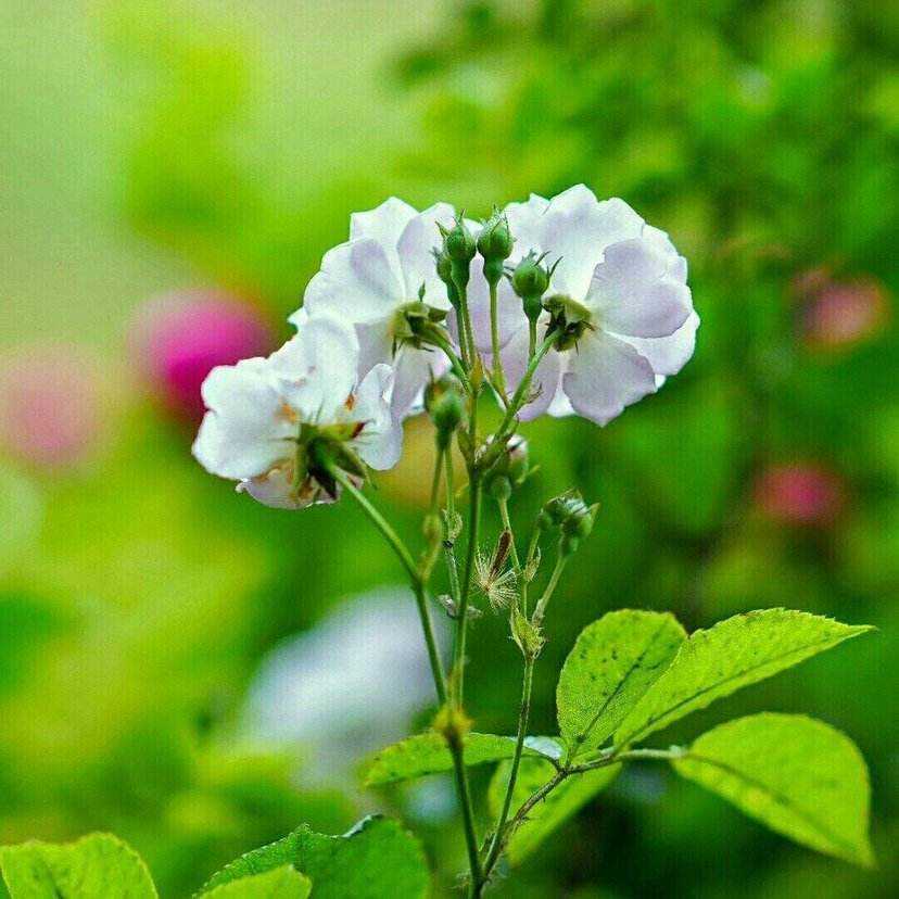 超惹人喜欢的3种花,这3种花不要随意去买