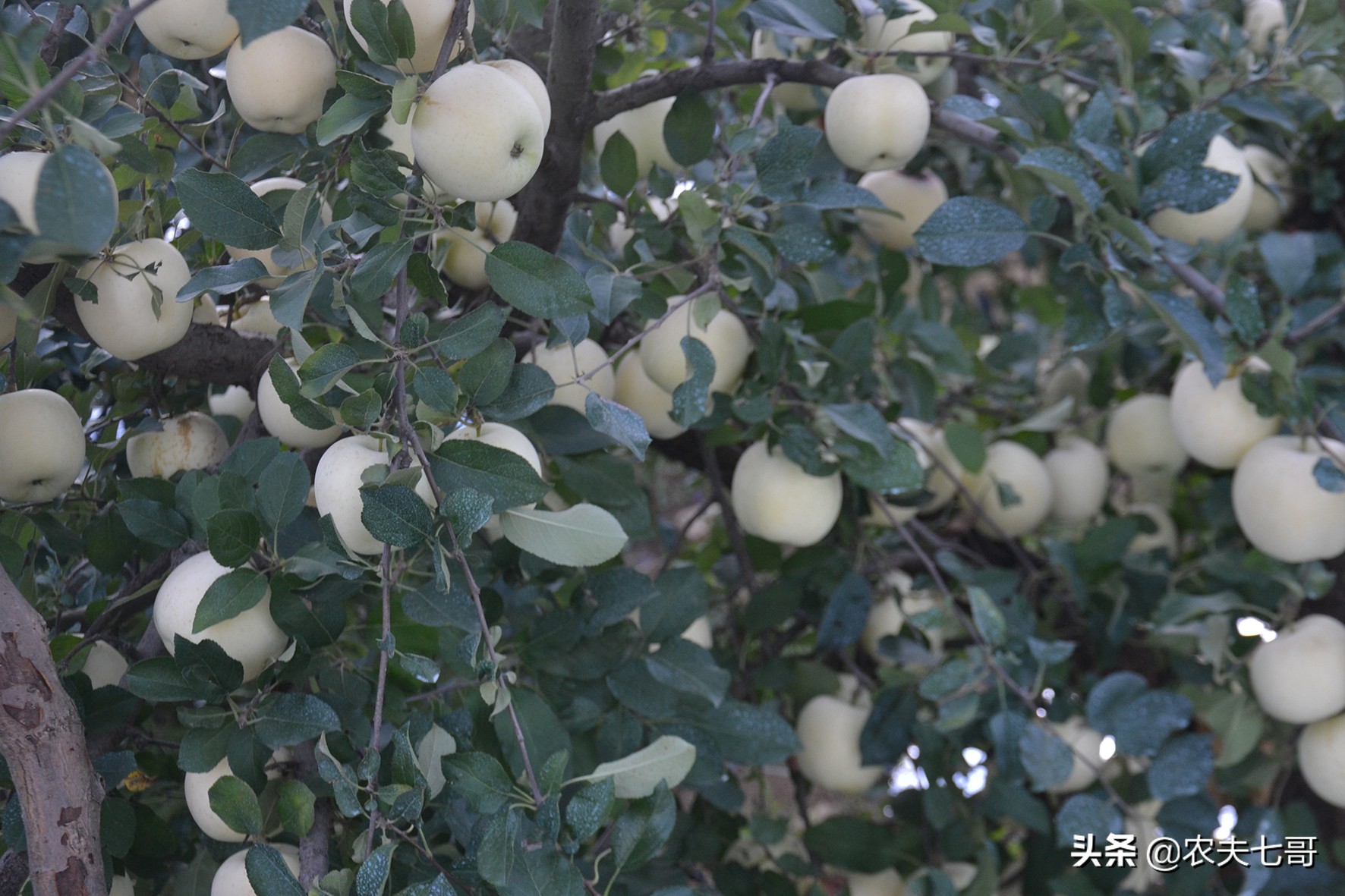 红将军摘袋最佳时间,红富士摘袋后打什么药最好