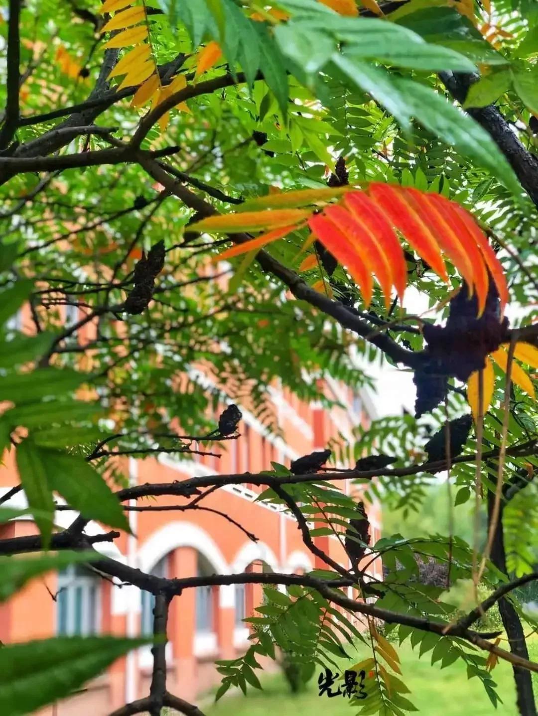 北京科技大学天津学院原独立学院,北京科技大学天津学院独立学院